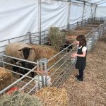 Marquee Lambing Shed